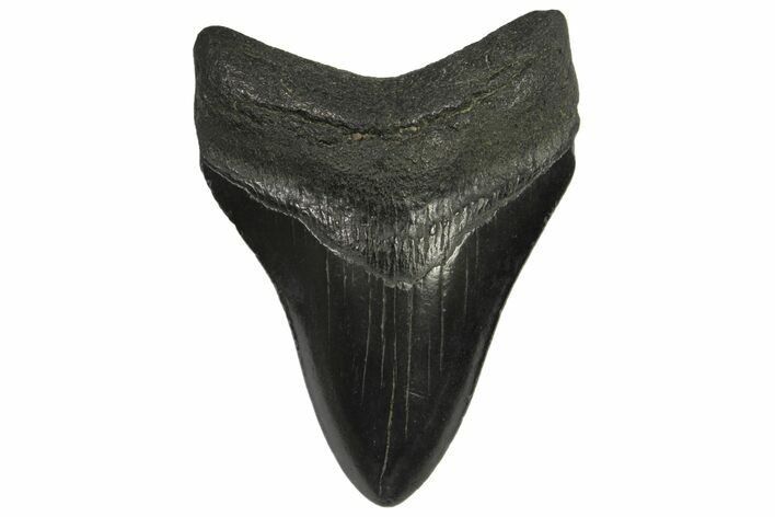 Fossil Megalodon Tooth - Georgia #144288